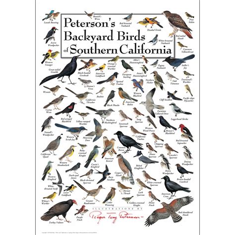 Peterson’s Backyard Birds of Southern California – Poster – Earth Sky ...