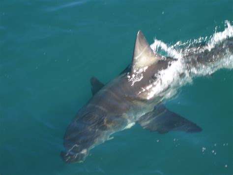 Shark Fin | Great white shark swimming off coast of Gansbaai… | Flickr ...