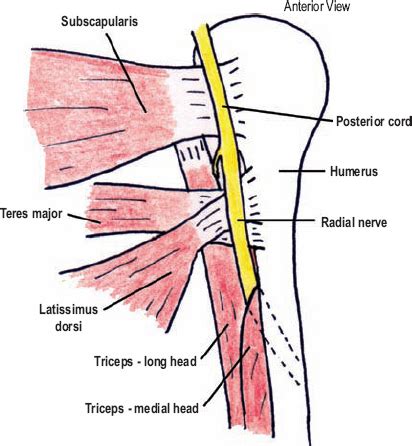 Radial Groove Radial Nerve