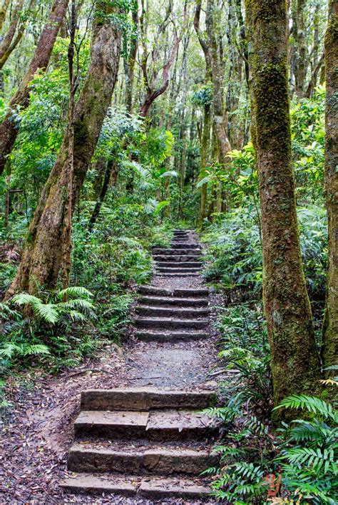 The 10 Best Springbrook National Park Walks: The Green Behind The Gold ...