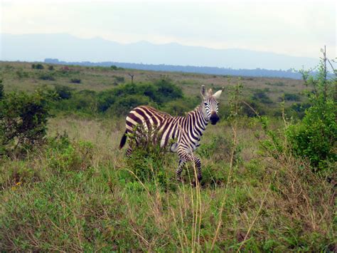 Top 5 Nairobi Wildlife Sights - Kenyan Moments