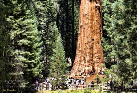 Hyperion Redwood Tree the oldest tree in the world!!! | Tree, Redwood ...