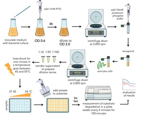 Enzyme assays - technicalcollege.web.fc2.com