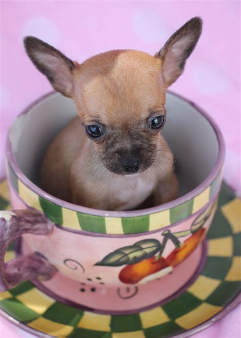 Tiny Chihuahuas For Sale at TeaCups Puppies South Florida | Teacups ...