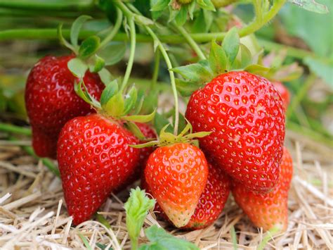 How to grow strawberries - Suttons Gardening Grow How