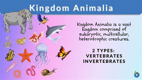 Kingdom Animalia Phylum Annelida