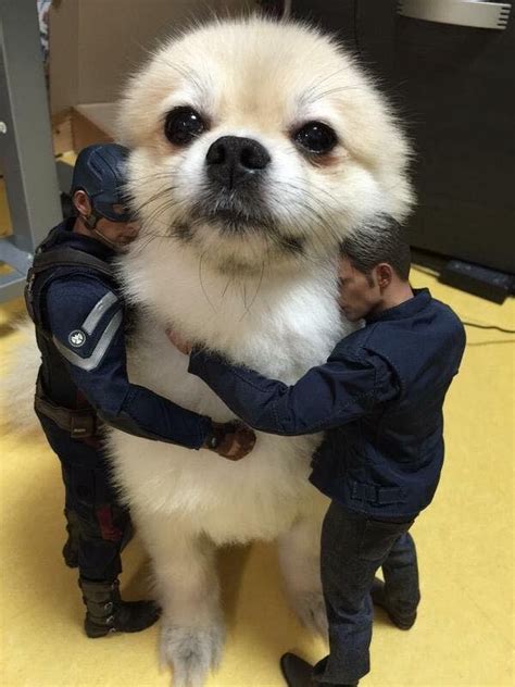 Can this big doggo get 30 upvotes? : r/YuB