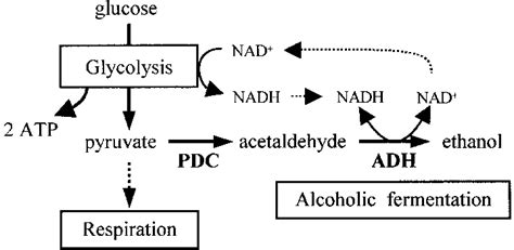 Diagram of alcoholic fermentation pathway in plants. Alcoholic ...