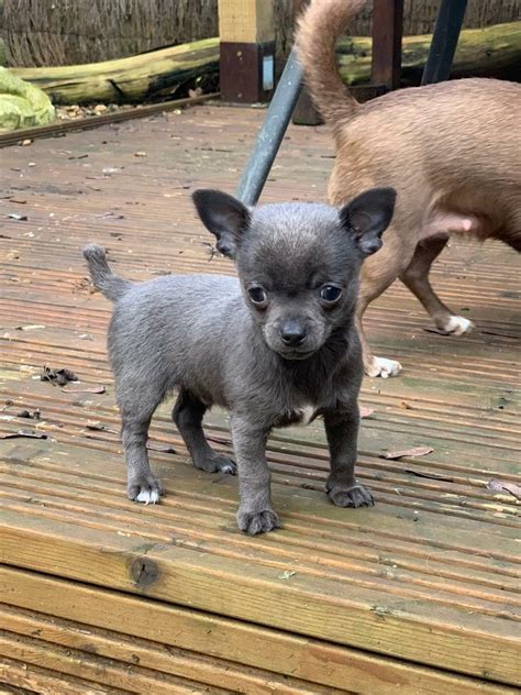 Stunning Blue Male Chihuahua Puppy | in Rushden, Northamptonshire | Gumtree