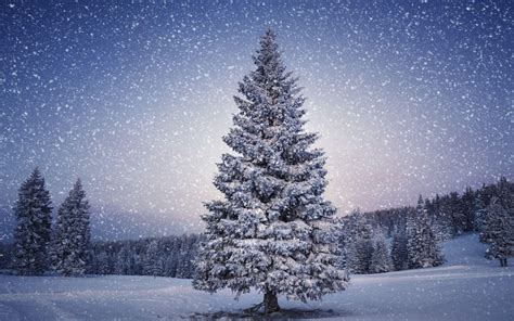 Snowy Christmas Tree Wallpapers - Top Free Snowy Christmas Tree ...