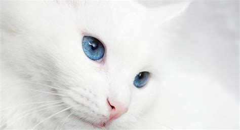 White Cat Breeds - The Most Popular White Cat Breeds And Their Care