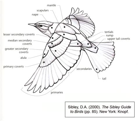 Bird Wing Diagram | Arte de aves, Dibujos de aves, Dibujo de animales