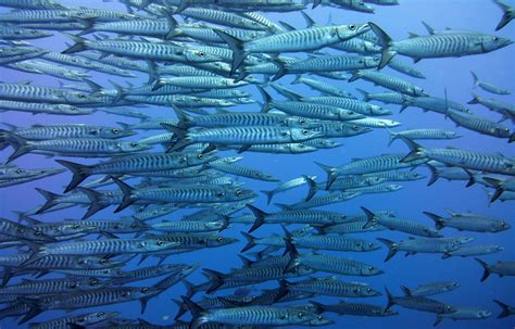 Pescado de temporada, ¿qué pescados comer en cada época?