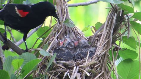 NYBG Red-winged blackbird Nest - YouTube