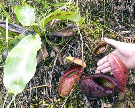 Nepenthes rajah, King Monkey Cup in habitat, Mesilau, Kinabalu National ...