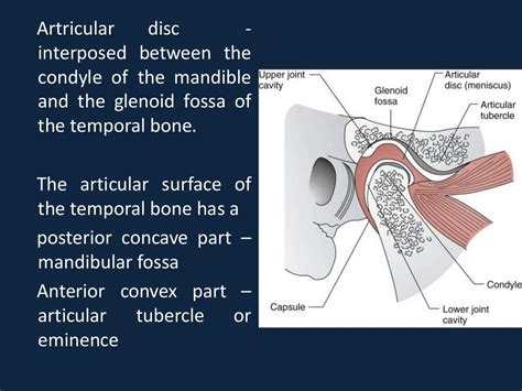 Tmj anatomy