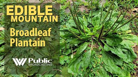 EDIBLE MOUNTAIN — Broadleaf Plantain - YouTube