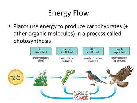 Energy Flow In Ecosystem - Bank2home.com