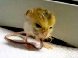 Baluchistan pygmy jerboa - Google Search | Animals beautiful, Animal ...