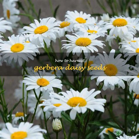 Harvesting Gerbera Daisy Seeds: A Step-By-Step Guide | ShunCy