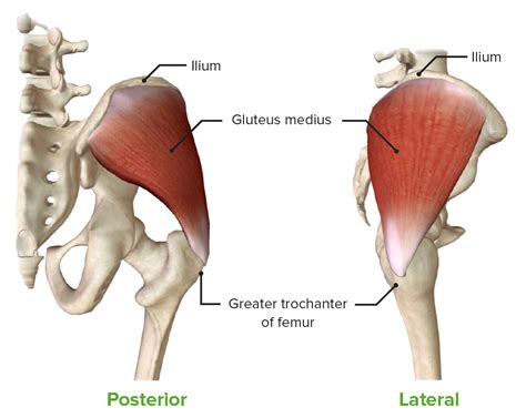 Anatomy Of The Gluteal Muscles | Images and Photos finder