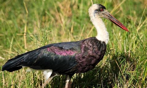 Maasai Mara Birds | The Birds of Maasai Mara - Go Masai Mara Safari Tours