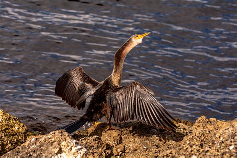 The Many Faces of the Anhinga on Behance