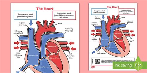 KS2 Heart Diagram QR Labelling Activity - Science - Twinkl