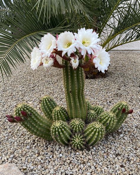 List 94+ Pictures Fotos De Cactus Con Flores Updated 10/2023