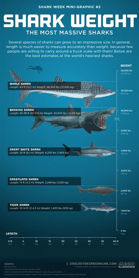 Shark Weight - The Most Massive Sharks | Shark facts, Basking shark, Shark