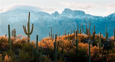 Visionary Wild ( Table Mountain, Santa Catalina Mountains, Tucson, AZ )