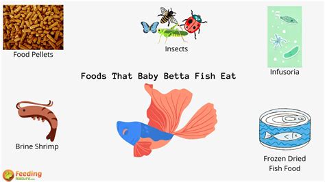 What Do Baby Betta Fish Eat? - Feeding Nature