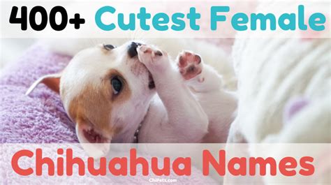 Over 400 of the Cutest Female Chihuahua Names - Chi Pets