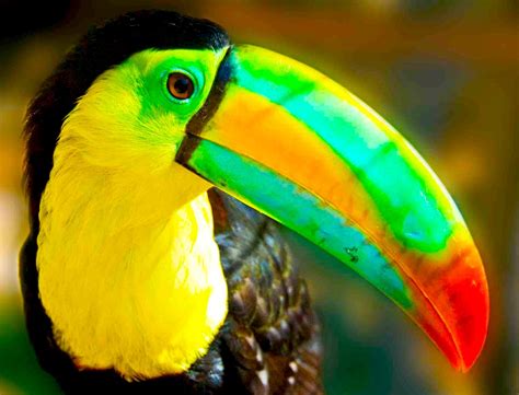 toucan, Parrot, Bird, Tropical, 60 Wallpapers HD / Desktop and Mobile ...