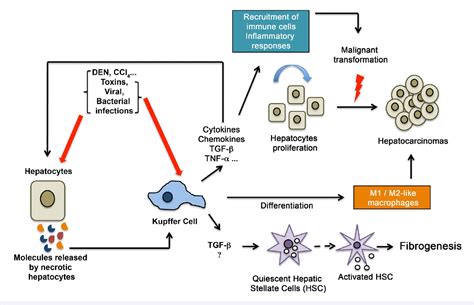 Figure 1 from Kupffer Cell Metabolism and Function. | Semantic Scholar