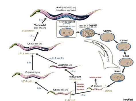 Annelida Life Cycle