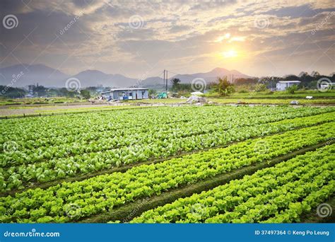 Golden Sunset Over Farm Field Stock Photo - Image of golden, farm: 37497364