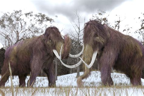 Mammoth skeleton sells for nearly 550,000 euros at French auction ...