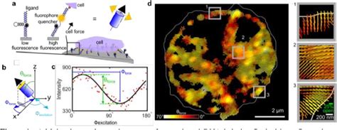 Figure 1 from Fluorescence Polarization Microscopy Enables Spatial ...