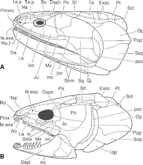 Lateral view of the head of A, the sarcopterygian Eusthenopteron foordi ...