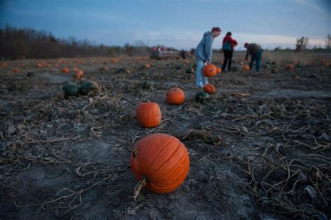 Pumpkin pollution is a problem—here's what you can do