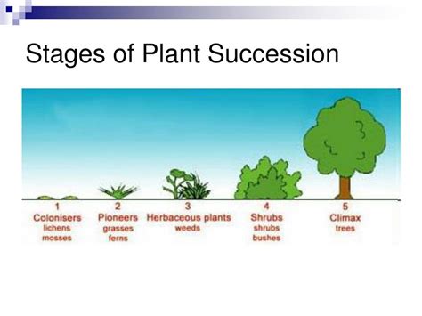 PPT - 7. Ecological Succession PowerPoint Presentation, free download ...