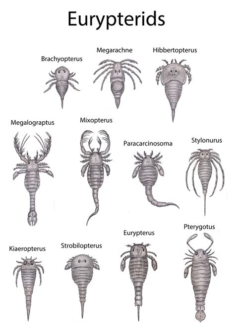 Eurypterids by WillemSvdMerwe on DeviantArt