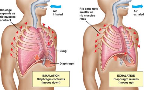 Explain the process of breathing in detail. [5 MARKS]