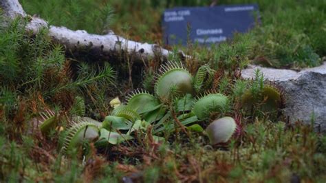 Venus flytrap - Dionaea muscipula | Plants | Kew