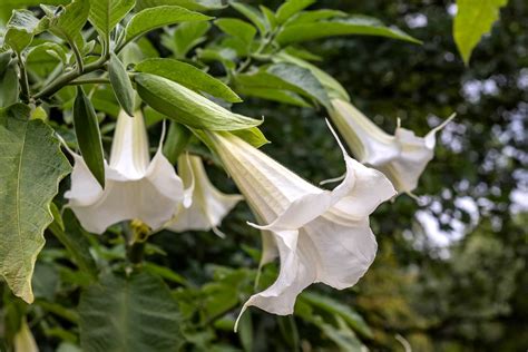 Brugmansia 'Double White' Angel's Trumpet 6" Pot - Hello Hello Plants ...