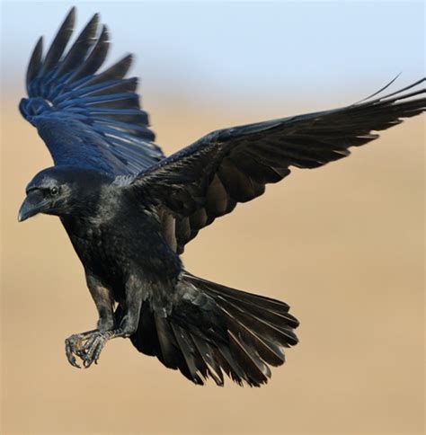 Crows & Ravens.. | Crow flying, Crow photography, Pet birds