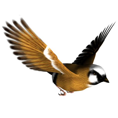 Bird Png - ClipArt Best