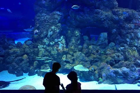 Cairns Aquarium, Cairns: How To Reach, Best Time & Tips