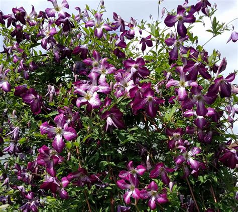 Clematis Walenburg | Brushwood Nursery, Clematis Specialists